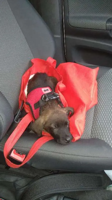 Cachorro ra a srd idade Abaixo de 2 meses nome Sem nome