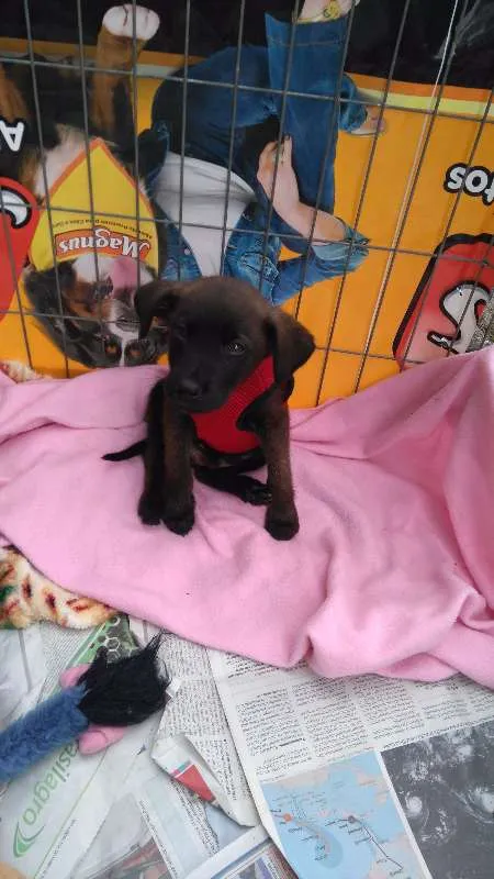 Cachorro ra a srd idade Abaixo de 2 meses nome Sem nome