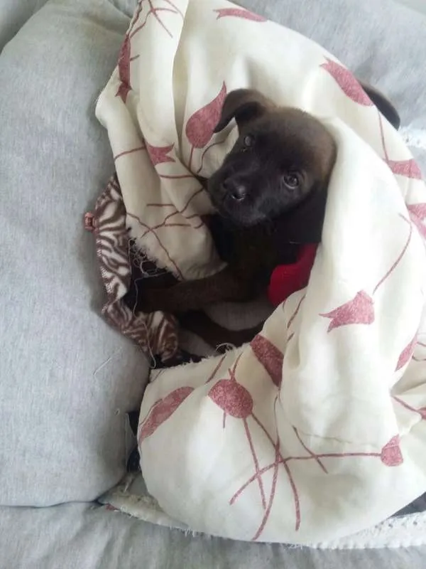 Cachorro ra a srd idade Abaixo de 2 meses nome Sem nome