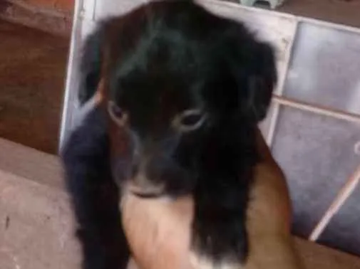 Cachorro ra a Mista idade Abaixo de 2 meses nome Fofinha