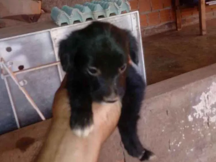 Cachorro ra a Mista idade Abaixo de 2 meses nome Fofinha