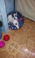 Amora 