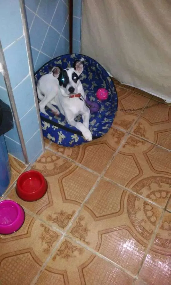 Cachorro ra a S.R.D. idade 2 a 6 meses nome Amora 