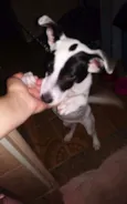 Amora 