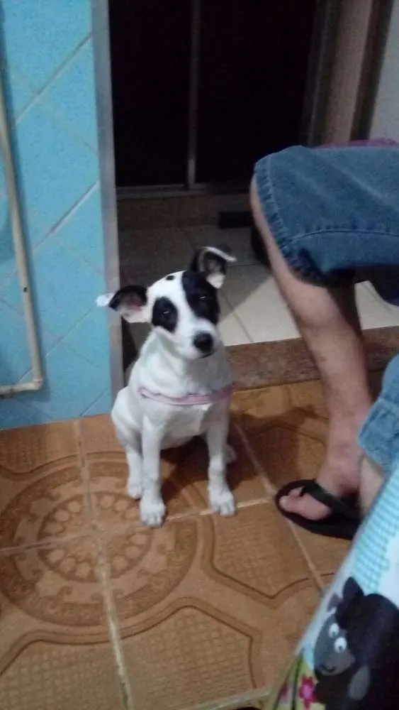 Cachorro ra a S.R.D. idade 2 a 6 meses nome Amora 