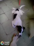 Zeus e luna