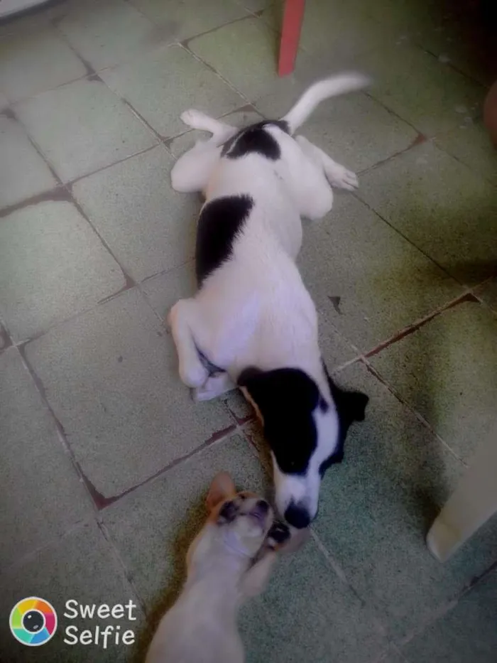 Cachorro raça Poodle com vira lata idade 1 ano nome Zeus e luna