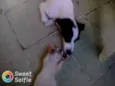 Zeus e luna