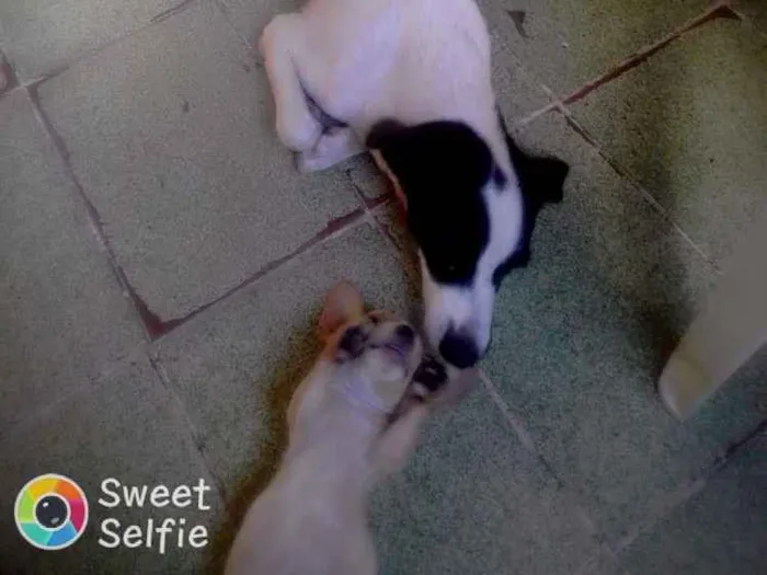 Cachorro raça Poodle com vira lata idade 1 ano nome Zeus e luna