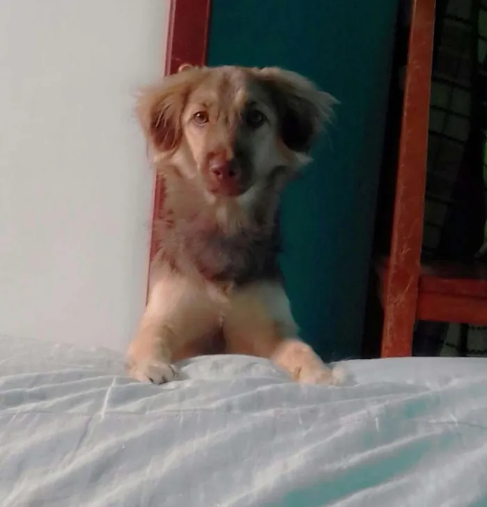 Cachorro raça Poodle com vira lata idade 1 ano nome Zeus e luna