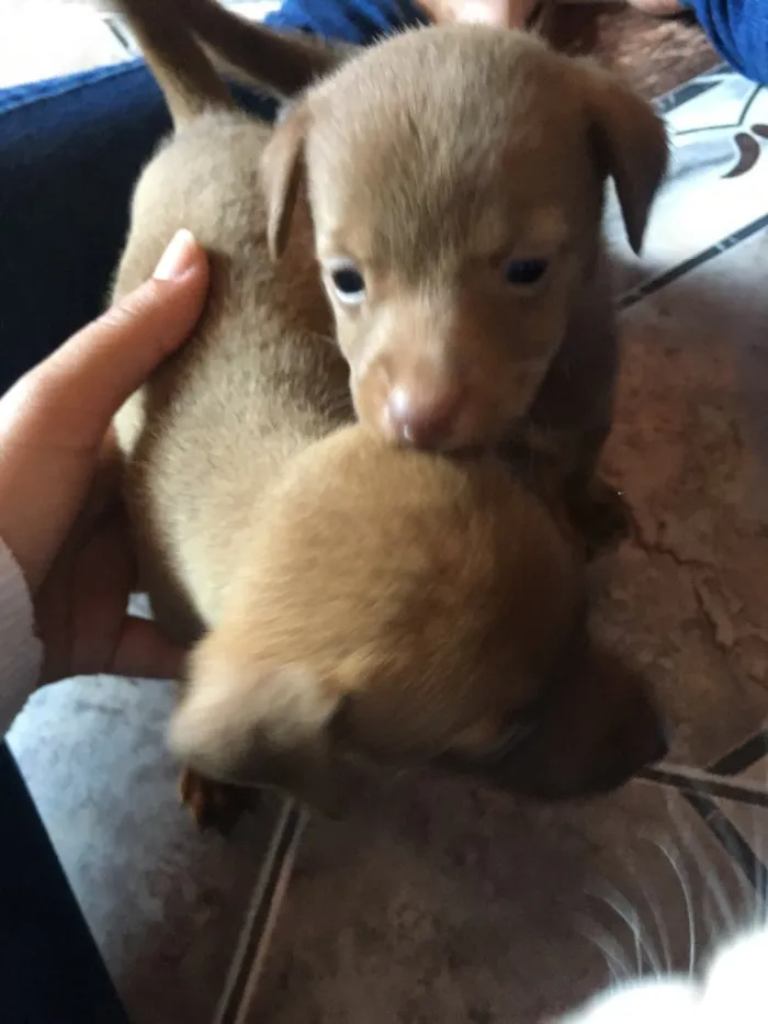 Cachorro ra a  idade Abaixo de 2 meses nome Não coloquei nome 