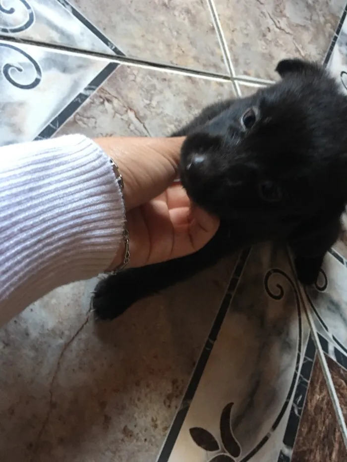 Cachorro ra a  idade Abaixo de 2 meses nome Não coloquei nome 