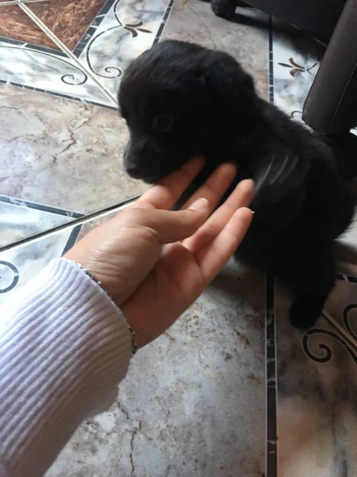 Cachorro ra a  idade Abaixo de 2 meses nome Não coloquei nome 