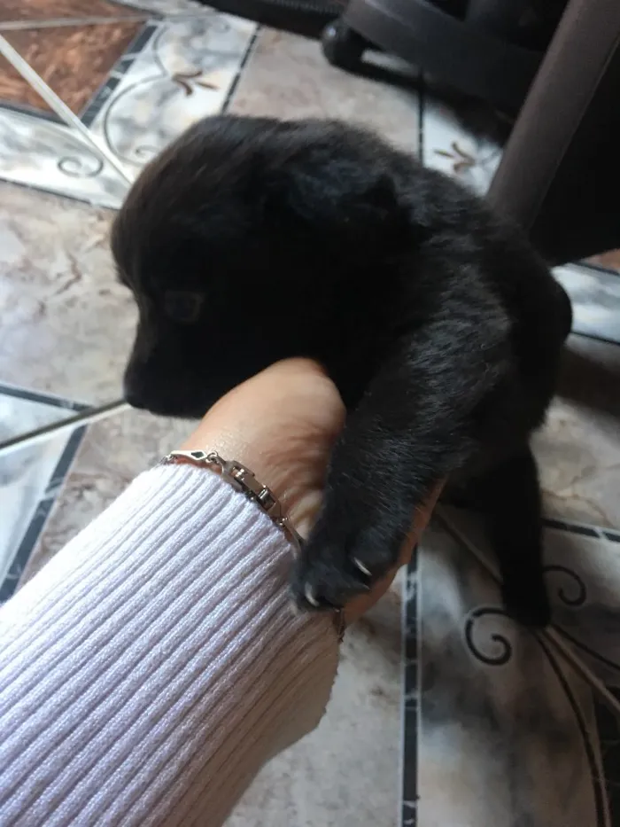 Cachorro ra a  idade Abaixo de 2 meses nome Não coloquei nome 