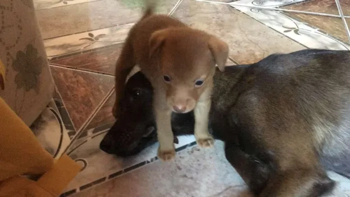 Cachorro ra a  idade Abaixo de 2 meses nome Não coloquei nome 
