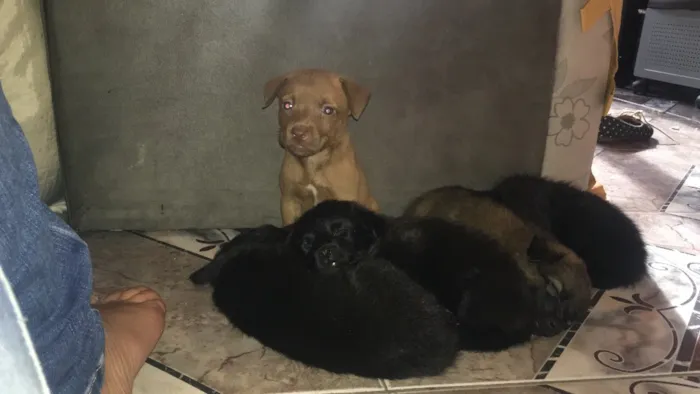 Cachorro ra a  idade Abaixo de 2 meses nome Não coloquei nome 