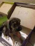 THOR