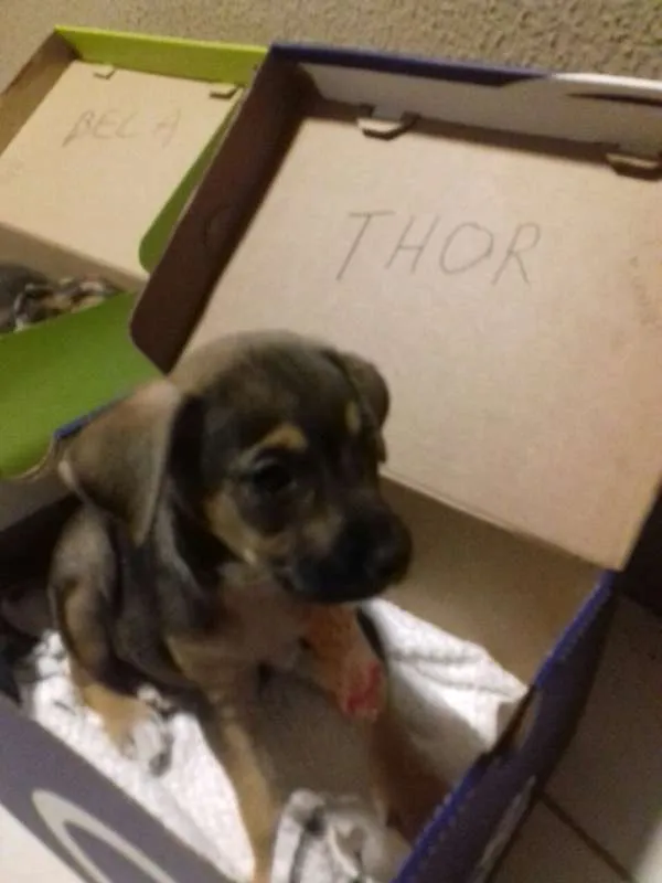 Cachorro ra a SRD idade Abaixo de 2 meses nome THOR