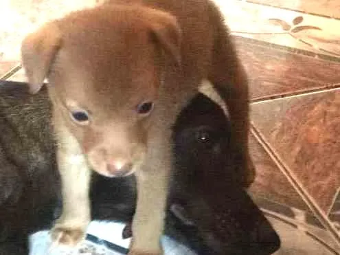 Cachorro ra a  idade Abaixo de 2 meses nome Não coloquei nome 