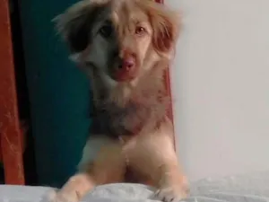 Cachorro raça Poodle com vira lata idade 1 ano nome Zeus e luna