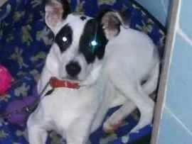 Cachorro raça S.R.D. idade 2 a 6 meses nome Amora 