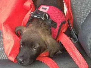 Cachorro raça srd idade Abaixo de 2 meses nome Sem nome