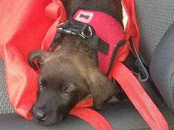 Cachorro ra a srd idade Abaixo de 2 meses nome Sem nome