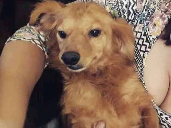 Cachorro ra a Vira lata idade Abaixo de 2 meses nome Snoopy