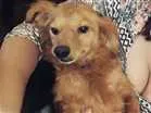 Cachorro raça Vira lata idade Abaixo de 2 meses nome Snoopy