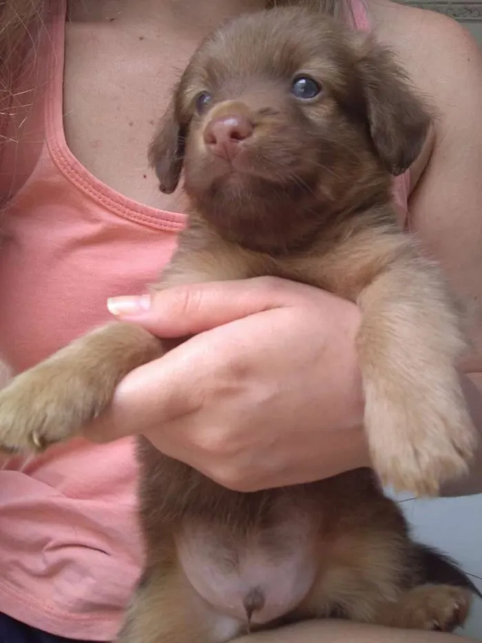 Cachorro raça Vira lata idade Abaixo de 2 meses nome Torresmo