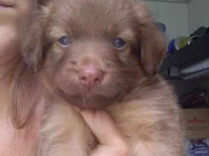 Cachorro raça Vira lata idade Abaixo de 2 meses nome Torresmo