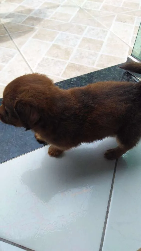 Cachorro raça Vira lata idade Abaixo de 2 meses nome Torresmo