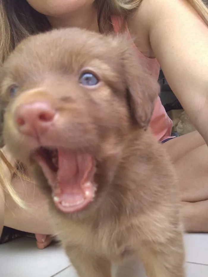 Cachorro raça Vira lata idade Abaixo de 2 meses nome Torresmo