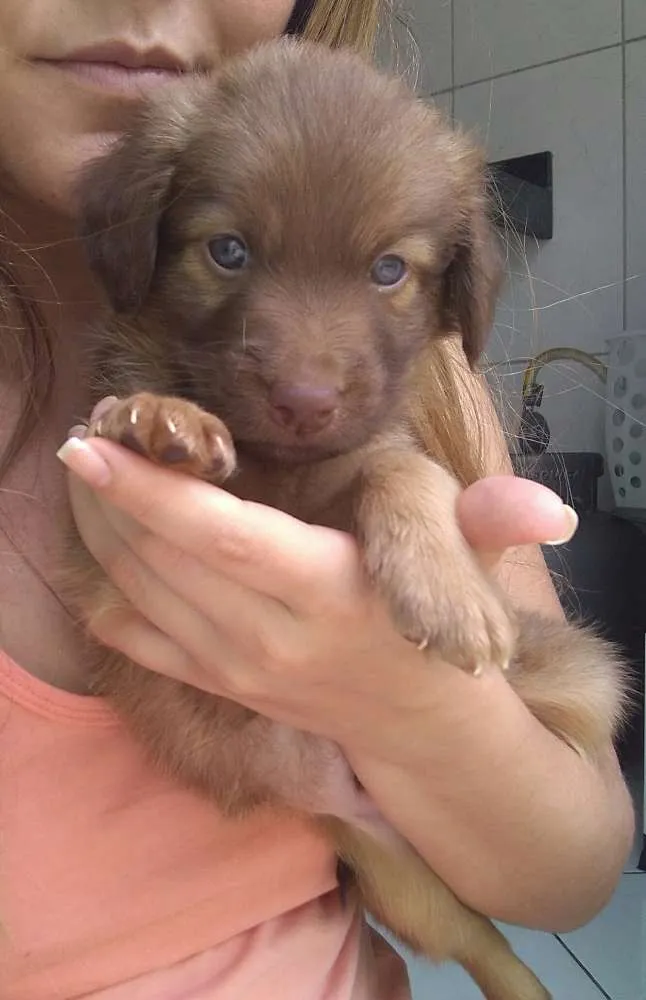 Cachorro raça Vira lata idade Abaixo de 2 meses nome Linguiça