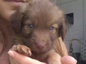 Cachorro raça Vira lata idade Abaixo de 2 meses nome Linguiça