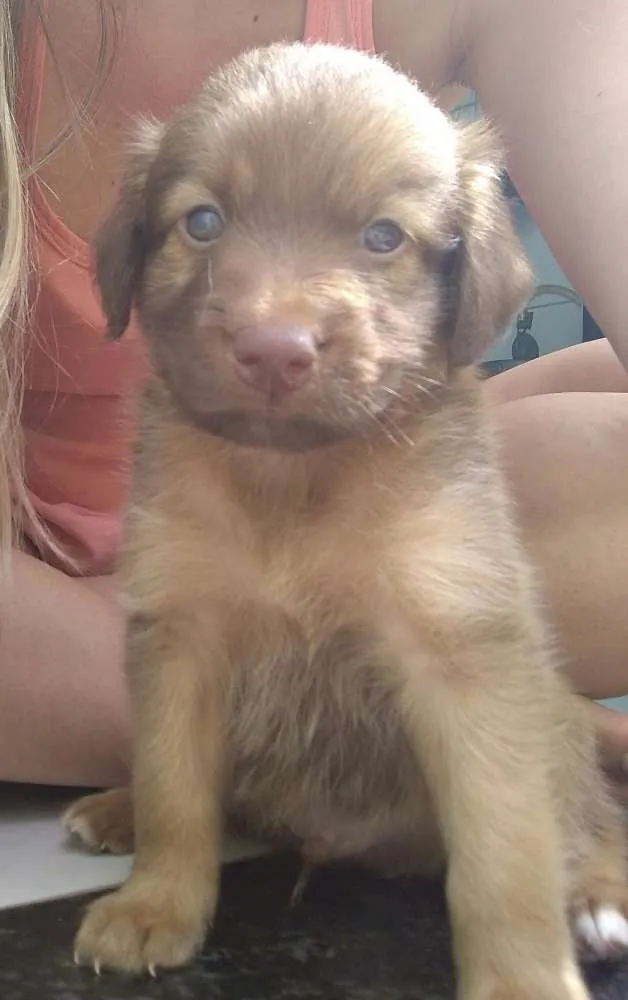 Cachorro raça Vira lata idade Abaixo de 2 meses nome Linguiça