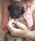 Toicinho