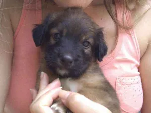 Cachorro raça Vira lata idade Abaixo de 2 meses nome Toicinho