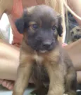 Toicinho