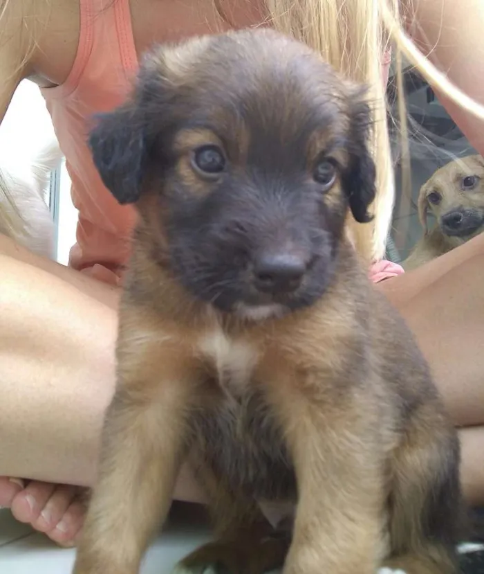 Cachorro raça Vira lata idade Abaixo de 2 meses nome Toicinho