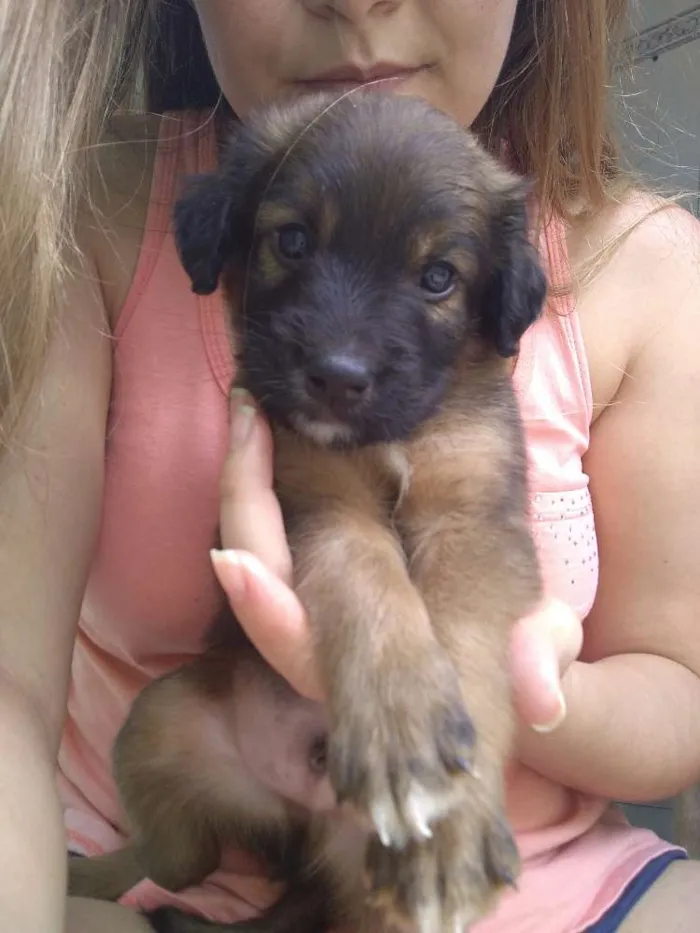 Cachorro raça Vira lata idade Abaixo de 2 meses nome Toicinho