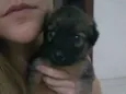 Pelúcia
