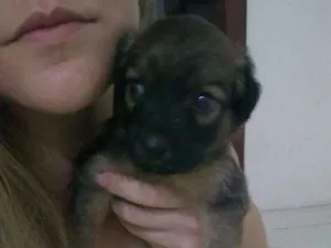 Cachorro raça Vira lata idade Abaixo de 2 meses nome Pelúcia