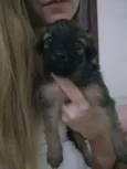 Pelúcia