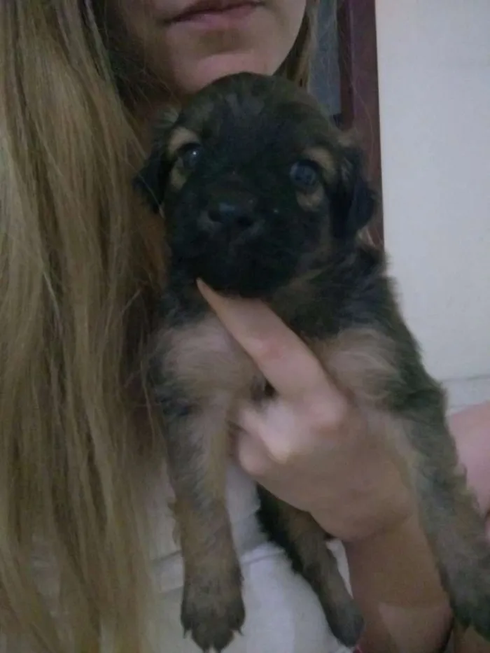 Cachorro raça Vira lata idade Abaixo de 2 meses nome Pelúcia