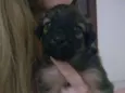 Pelúcia