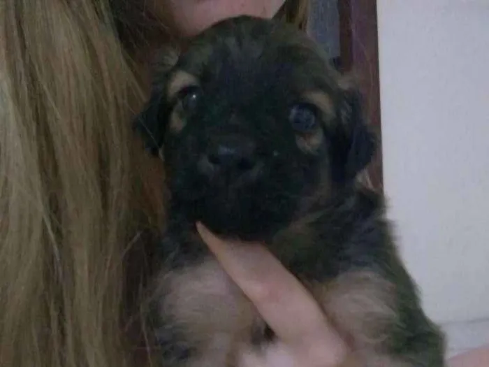 Cachorro raça Vira lata idade Abaixo de 2 meses nome Pelúcia
