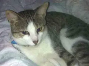Gato raça  idade 1 ano nome Stark