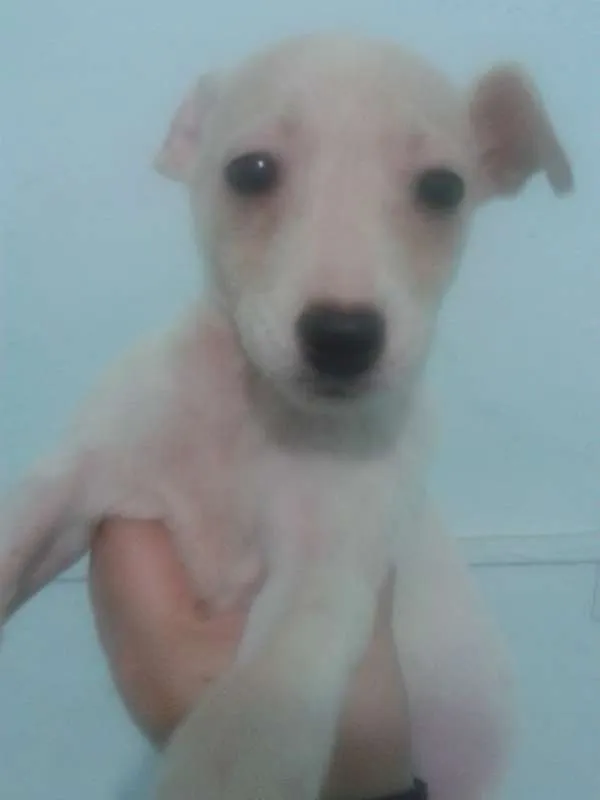 Cachorro ra a SRD idade 2 a 6 meses nome Afrodite