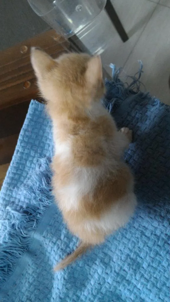 Gato ra a SRD idade Abaixo de 2 meses nome Sem nome